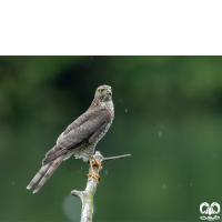 گونه قرقی Eurasian Sparrowhawk